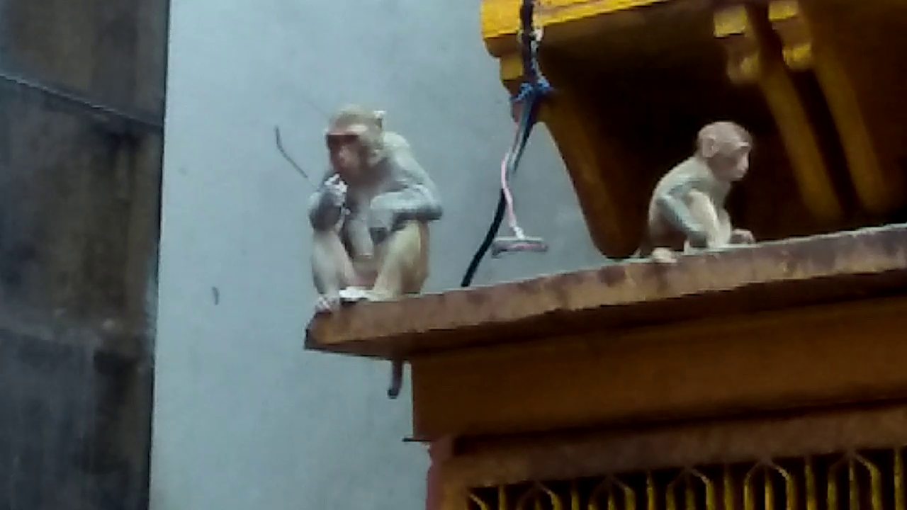 monkey in banke bihari
