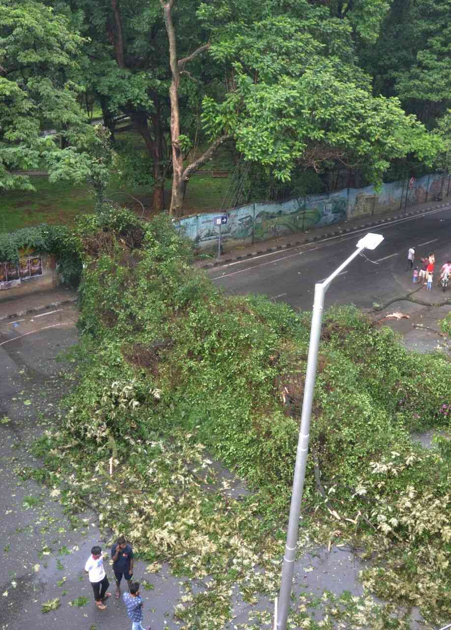 tree fallen in bengaluru