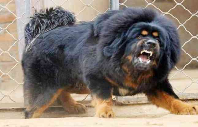 most expensive breed of dogs