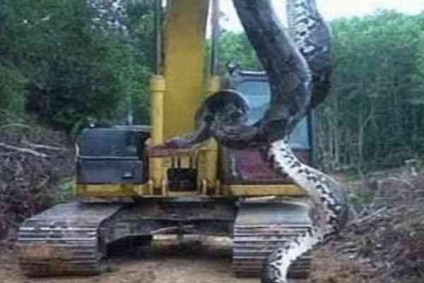 largest anaconda found