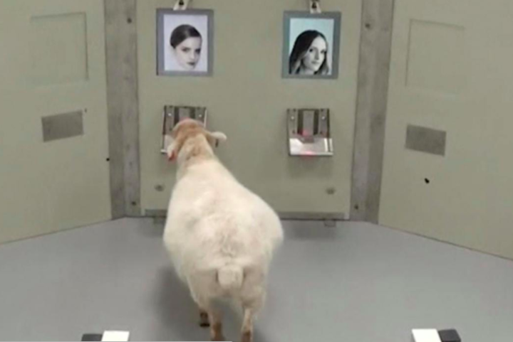 Scientists Say Sheep Can Recognize Celebrity Faces