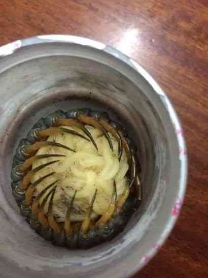 bug found inside in old bucket