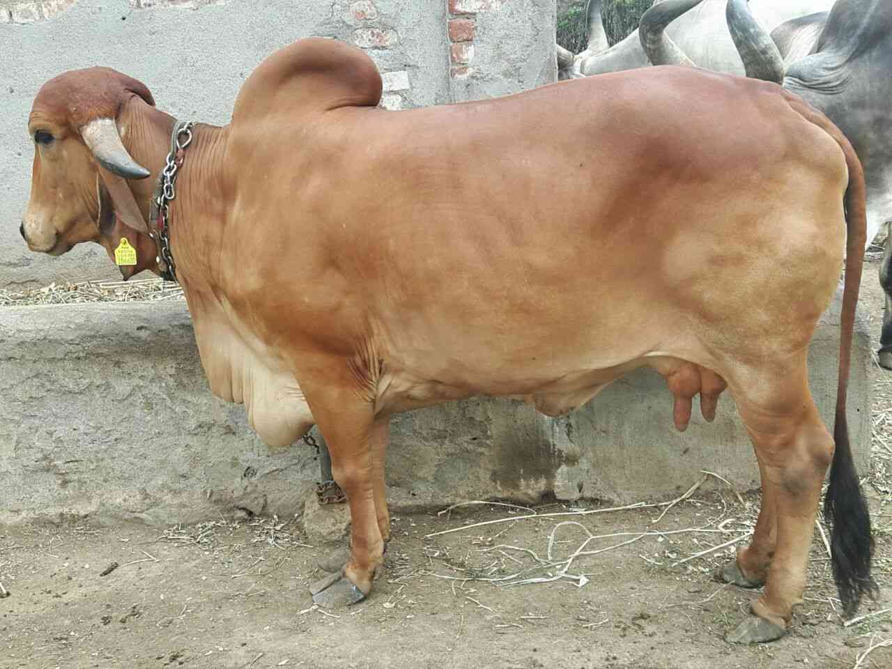 cow who give 50 liters of milk
