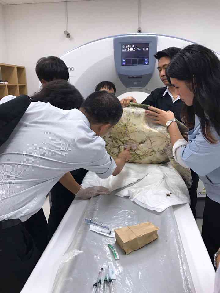 doctors perform CT scan on Thai sea turtle