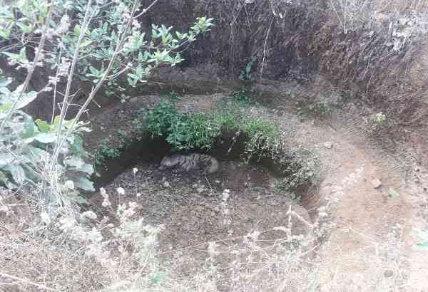 Hyena in dry well