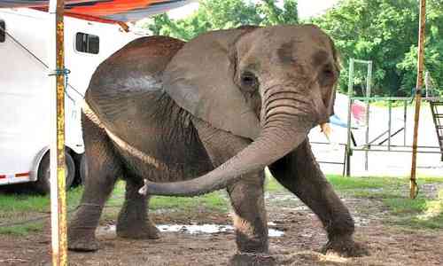 nosey the saddest elephant of the world 