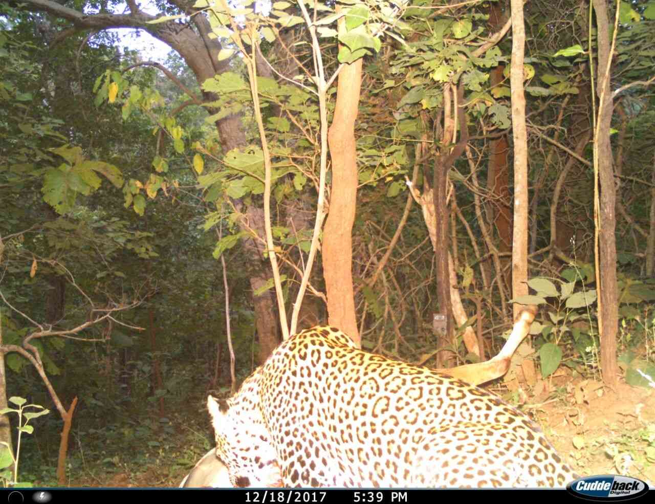 animal death in leopard attack