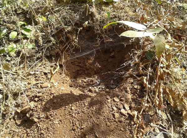 Forest Department planted plantation in July-August dried up