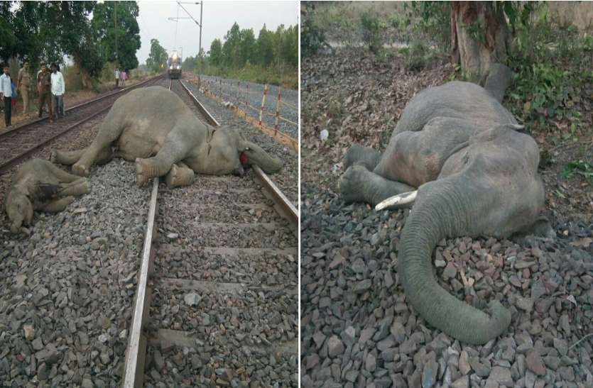 Elephants Death In Train Accident