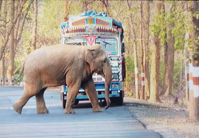 Elephant on highway