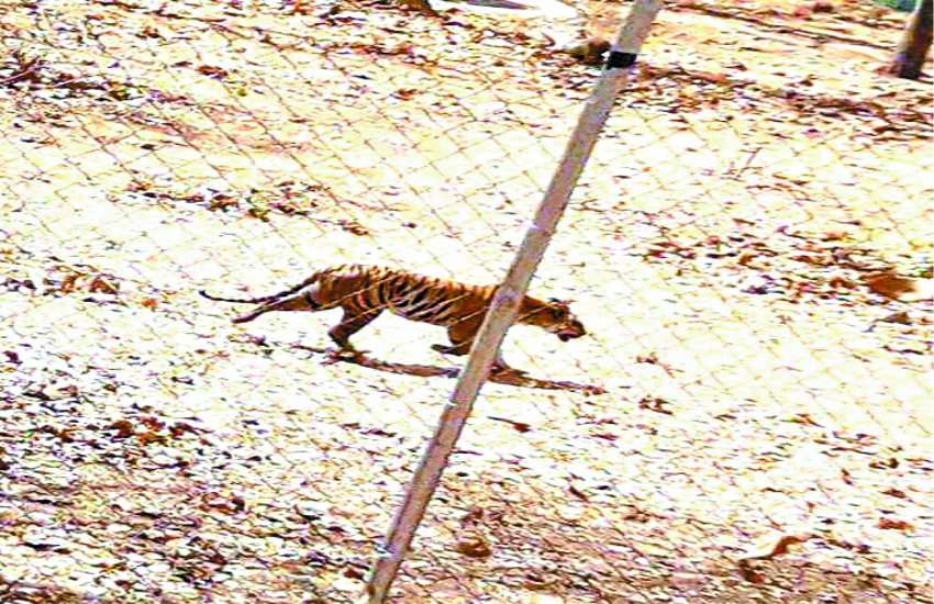 Nauradehi Wildlife Sanctuary Artificial remedies Border Tiger Radha