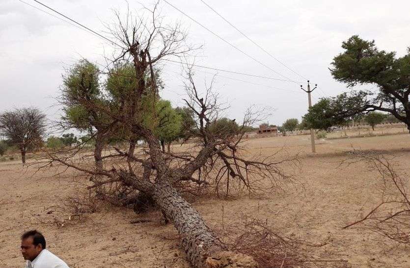 dust strong storm heavy loss to farmer thousand birds died in sikar