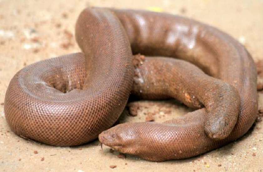 two headed snakes worth rs 60 lakh seized from smugglers