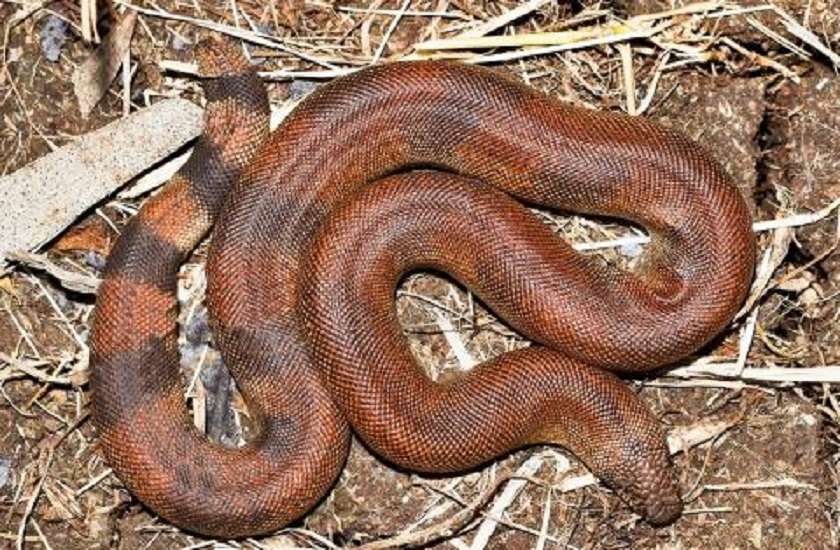 two headed snakes worth rs 60 lakh seized from smugglers