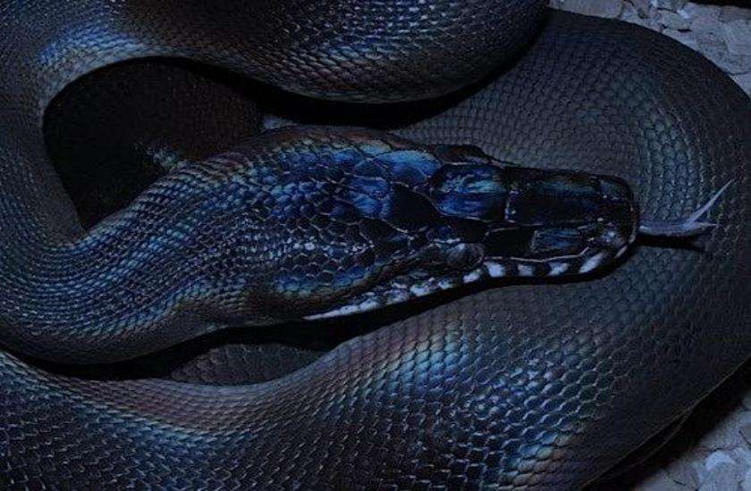 black snake 