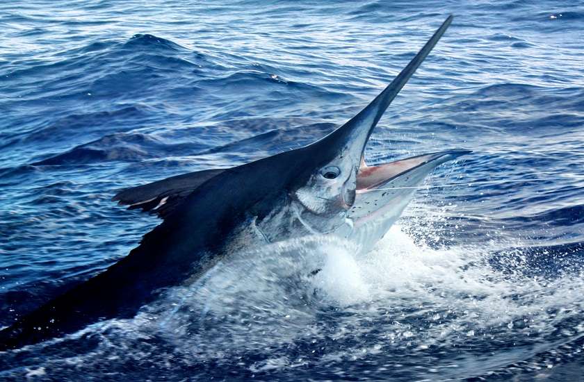 185 kg black marlin fish caught in the bay of bengal