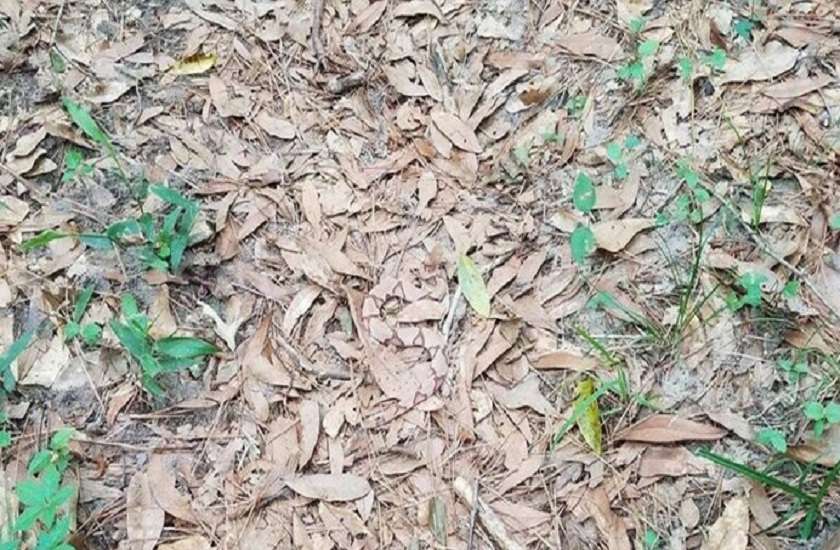 world photography day spot the snake in this picture