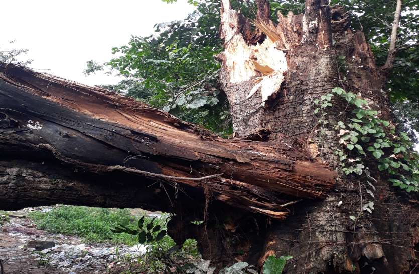 सौ साल पुराने पेड़ के गिरने से 130 एशियन बर्ड की मौत