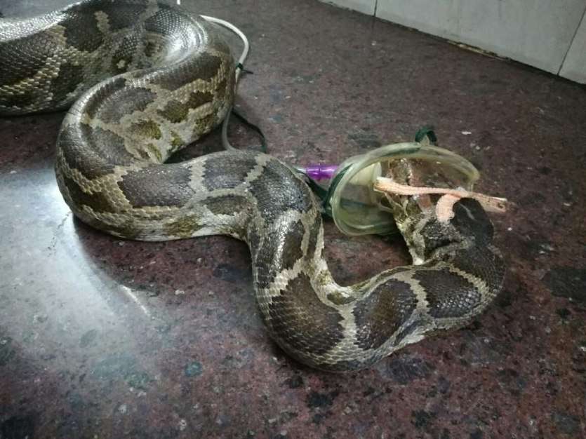 python operation