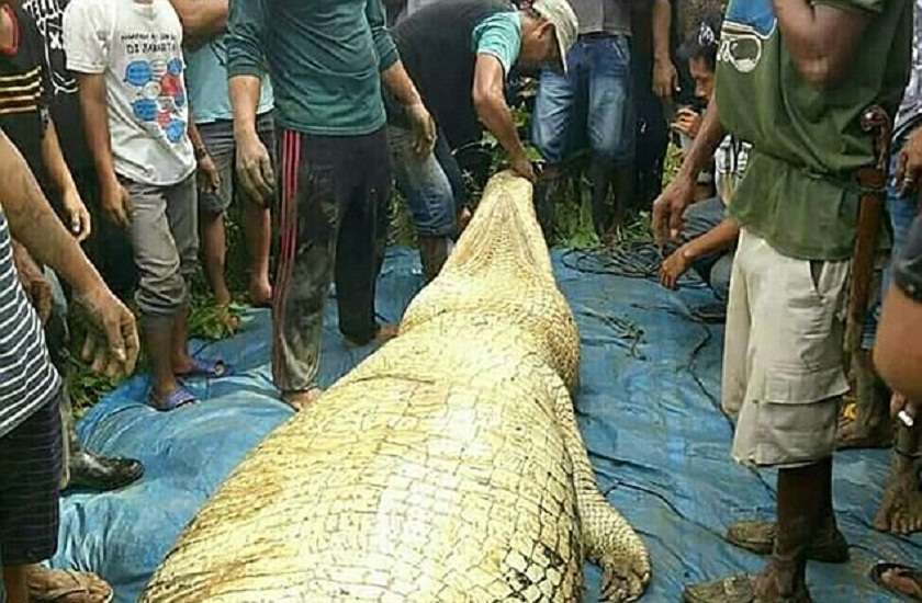 human arm and a leg found inside 20 feet crocodile