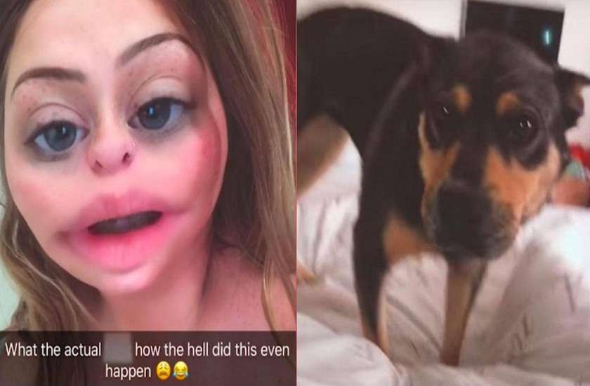 woman got drunk and accidentally kidnapped a dog