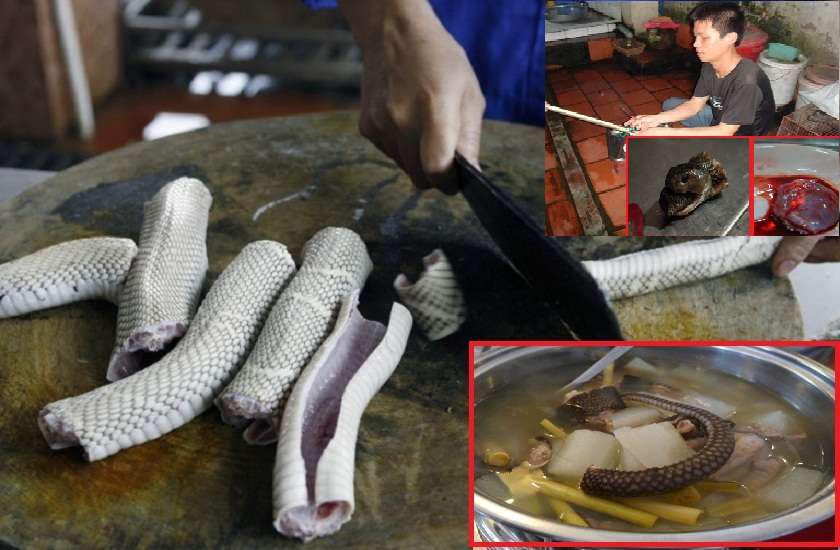 dishes and drinks made of snakes in vietnam