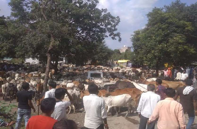 animals in tahsil01