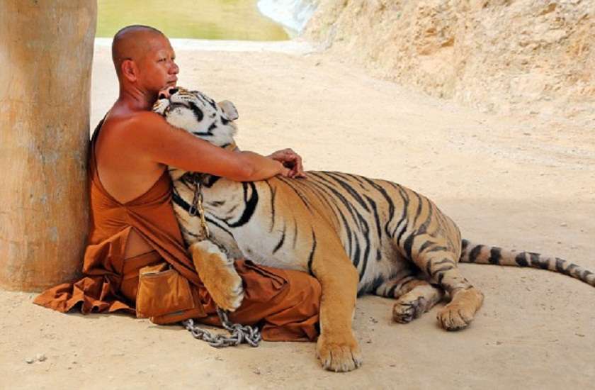 wat pha luang ta bua tiger temple