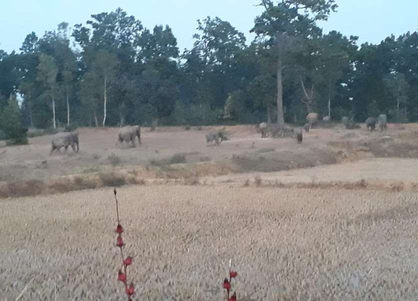 Elephants in Surajpur