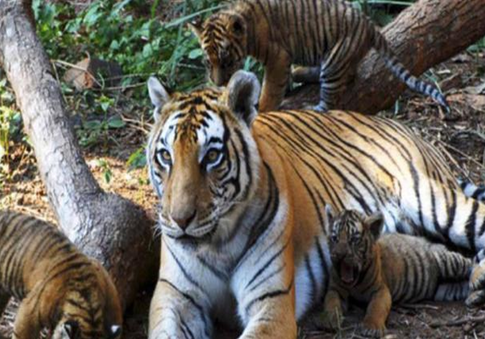 Tiger kill cubs after birth