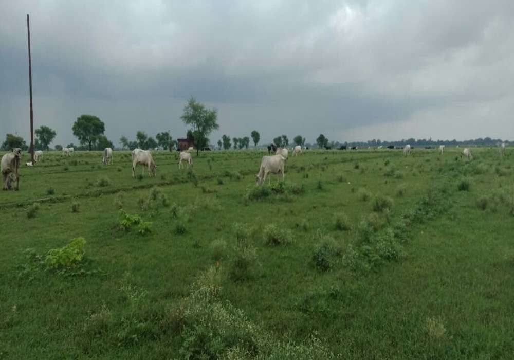 stray cattle in uttar pradesh