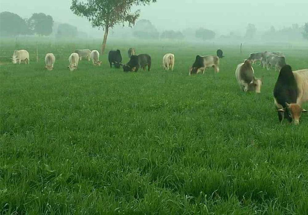 stray cattle in uttar pradesh