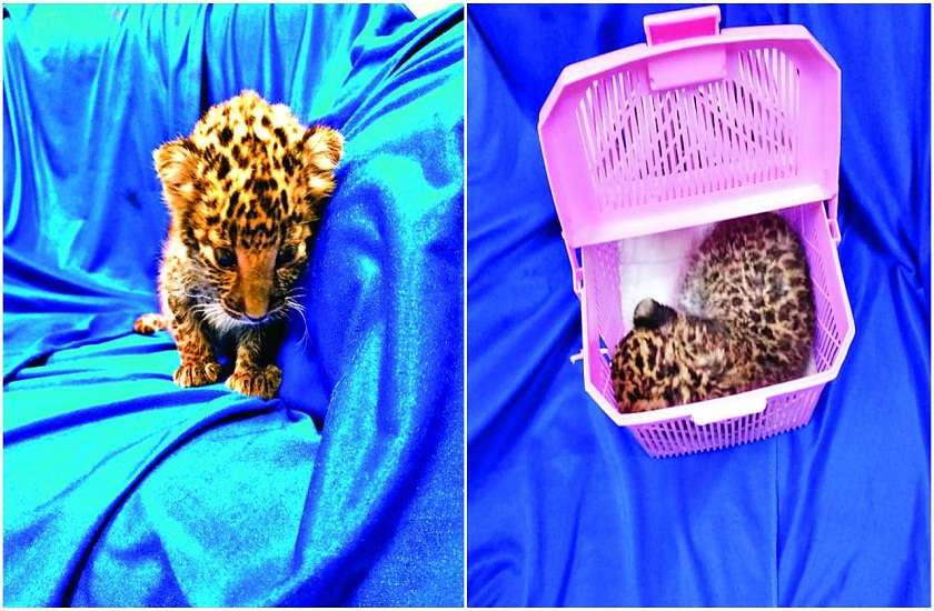 a man smuggled leopard cub
