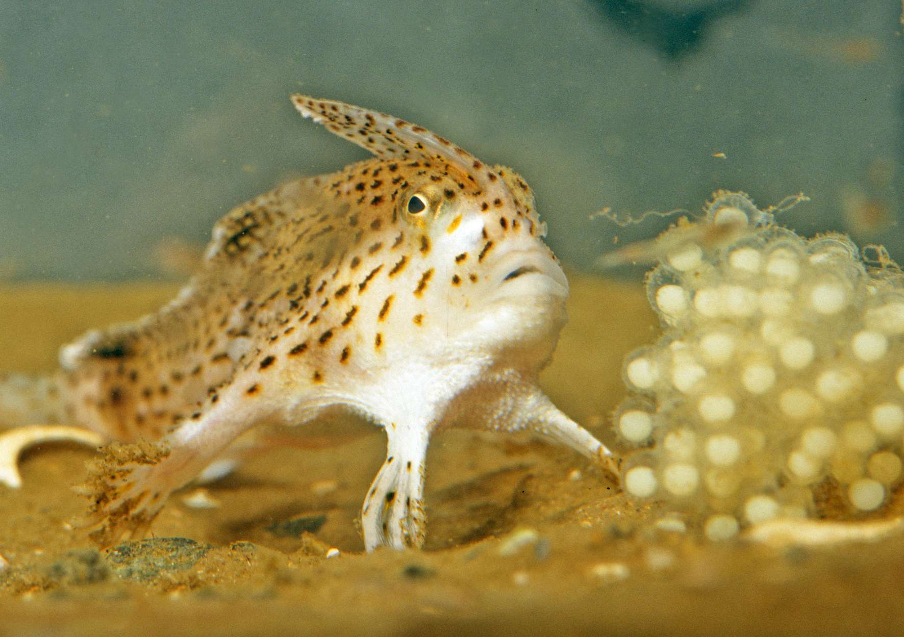 spotted hand fish 
