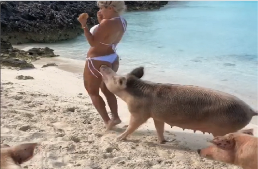 fitness model bitten by wild pigs