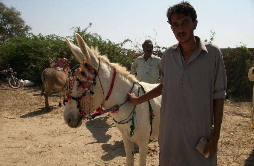 Donkeys in Pakistan