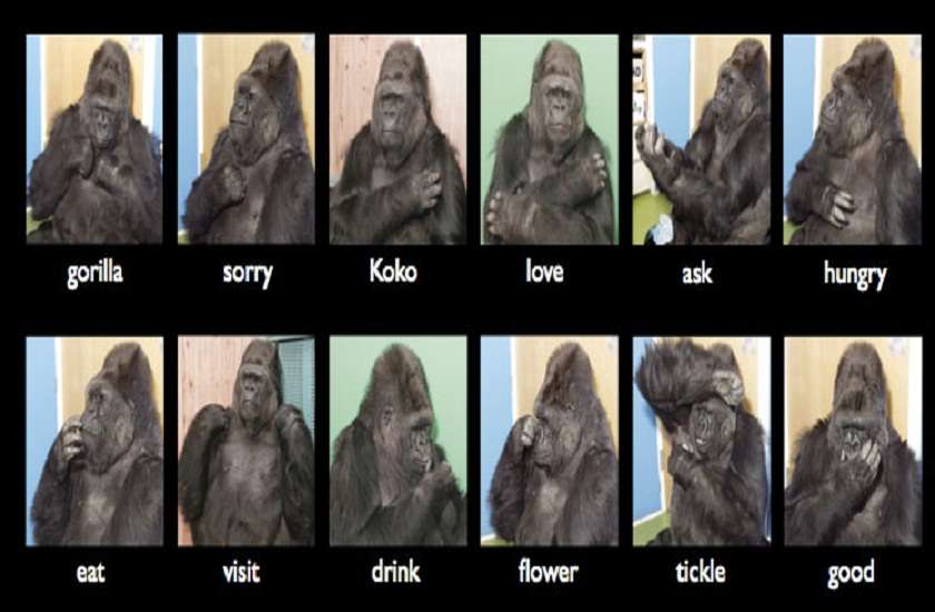 talking gorilla 