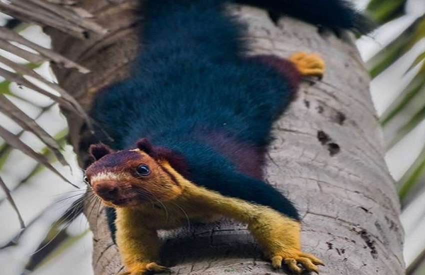 colorful Squirrel