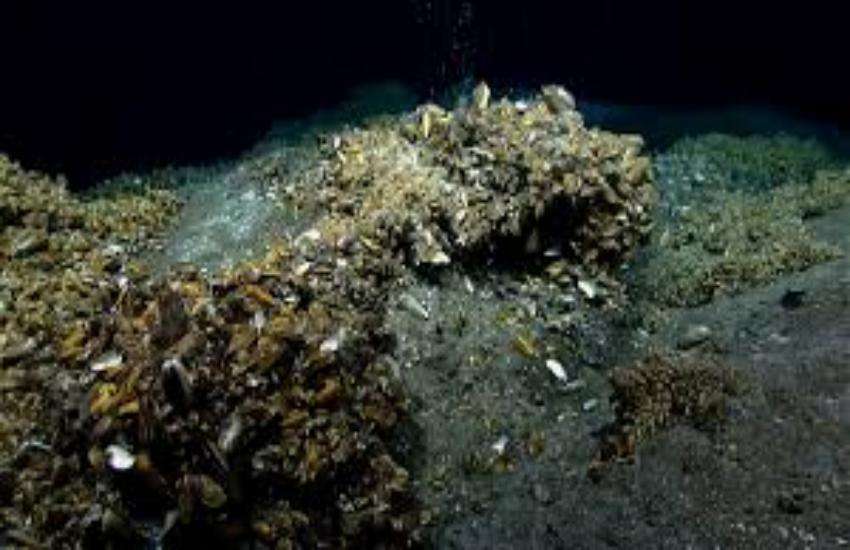 sea bacteria