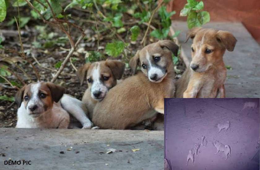 dogs in bihar saved owner
