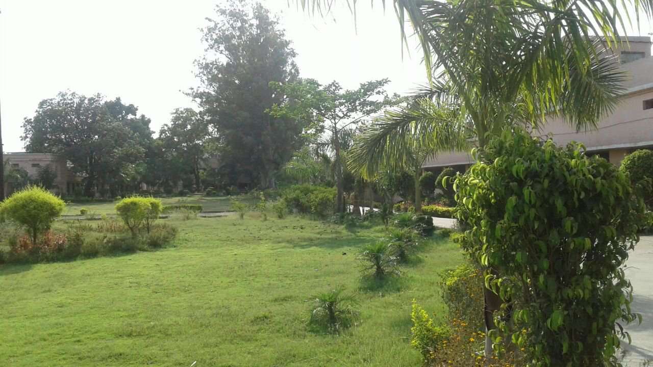 Greenery and beauty in government school campus