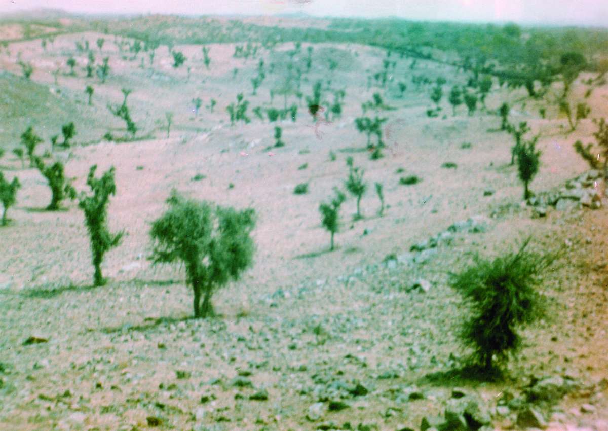 Green forest made in 13 years by the hard work of dry grassland khmnor
