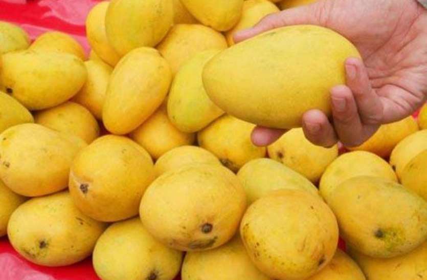 sugar free mangoes: This Mango is not harmful for diabetic patient