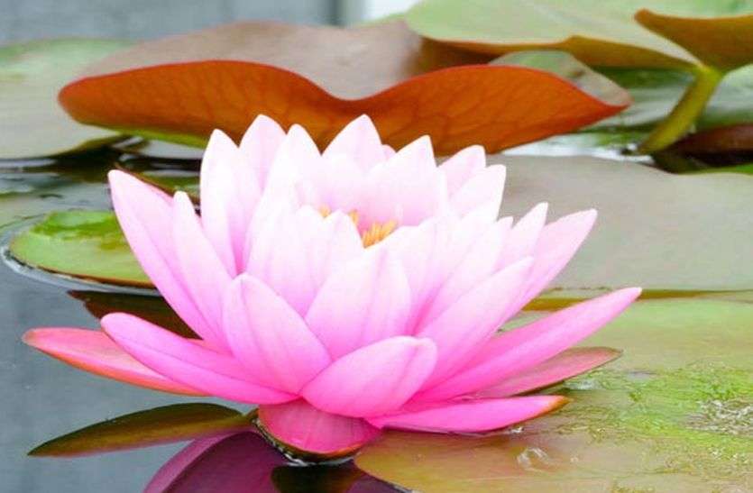 astrology facts Not only election but also gives success to lotus flower