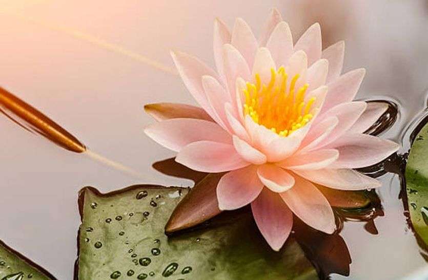 astrology facts Not only election but also gives success to lotus flower