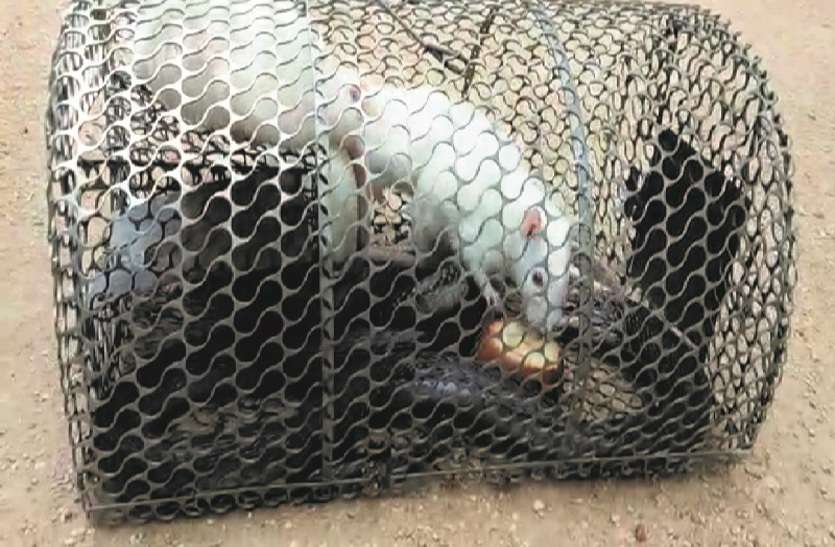 Pet mice killed snake in Bilaspur Chhattisgarh
