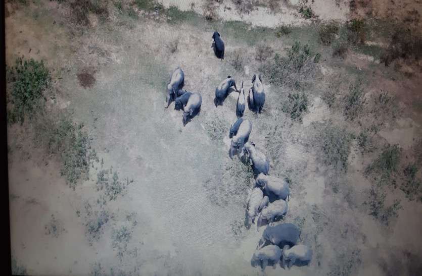 Wild Elephants terror
