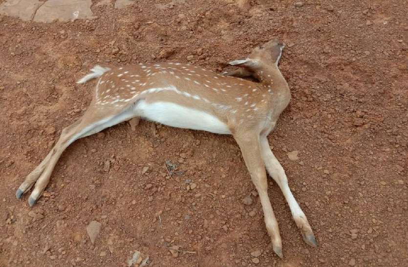 Deer dead bodies