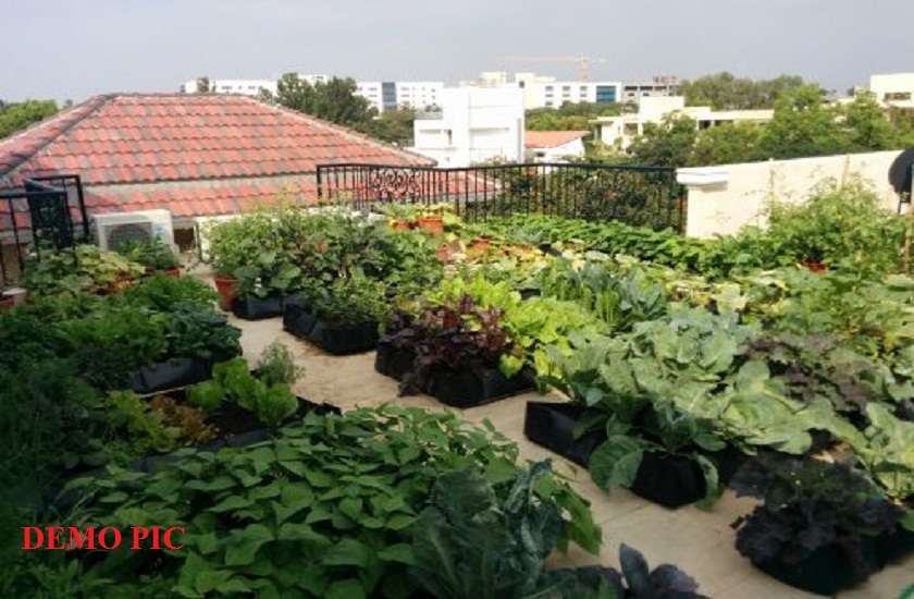 rooftops farming will take place