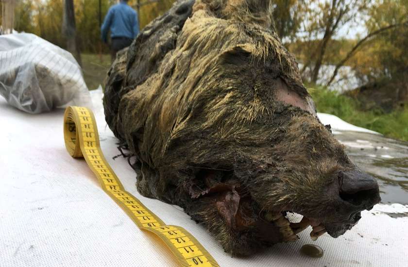 40,000 years old head of a wolf found